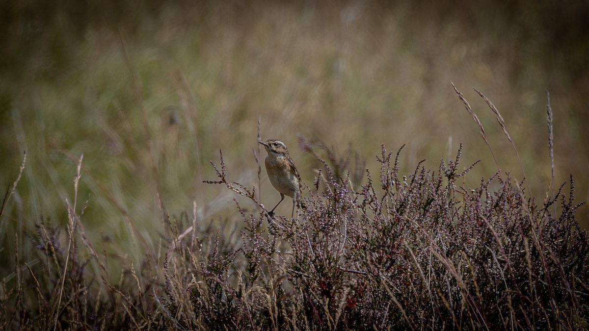 Whinchat - ML638743509