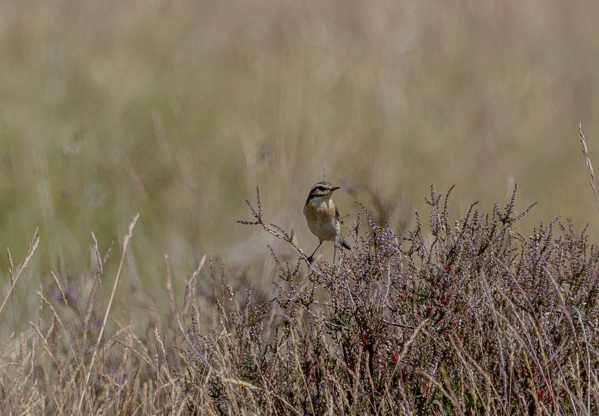 Whinchat - ML638743510