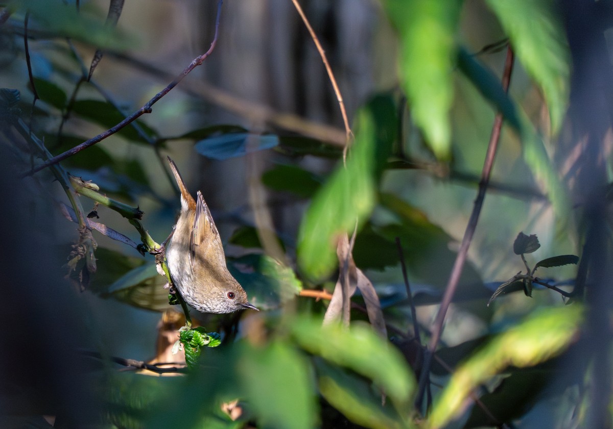 Brown Thornbill - ML638743511