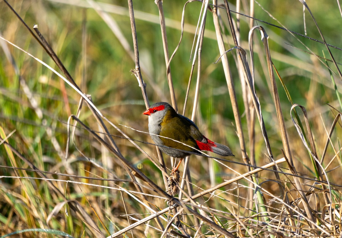 Red-browed Firetail - ML638743513
