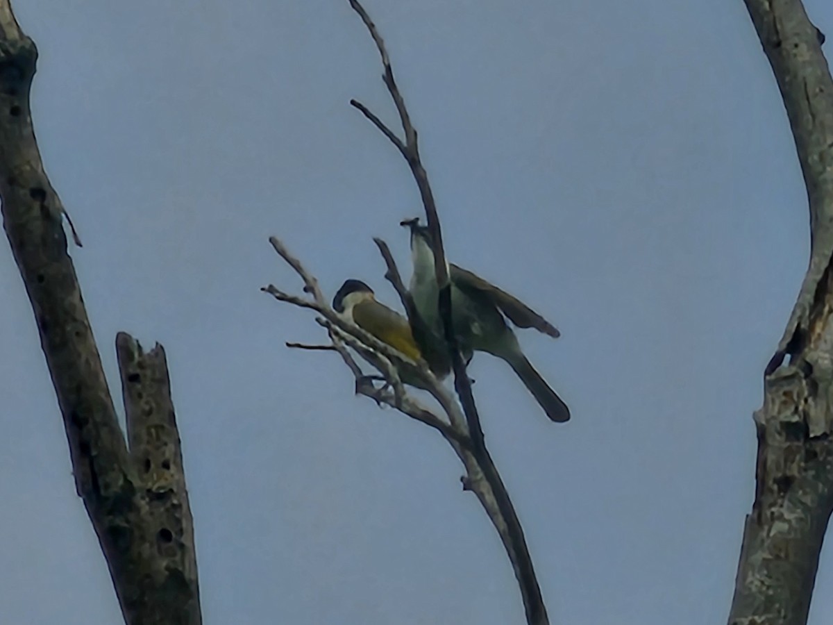 Styan's Bulbul - ML638743515