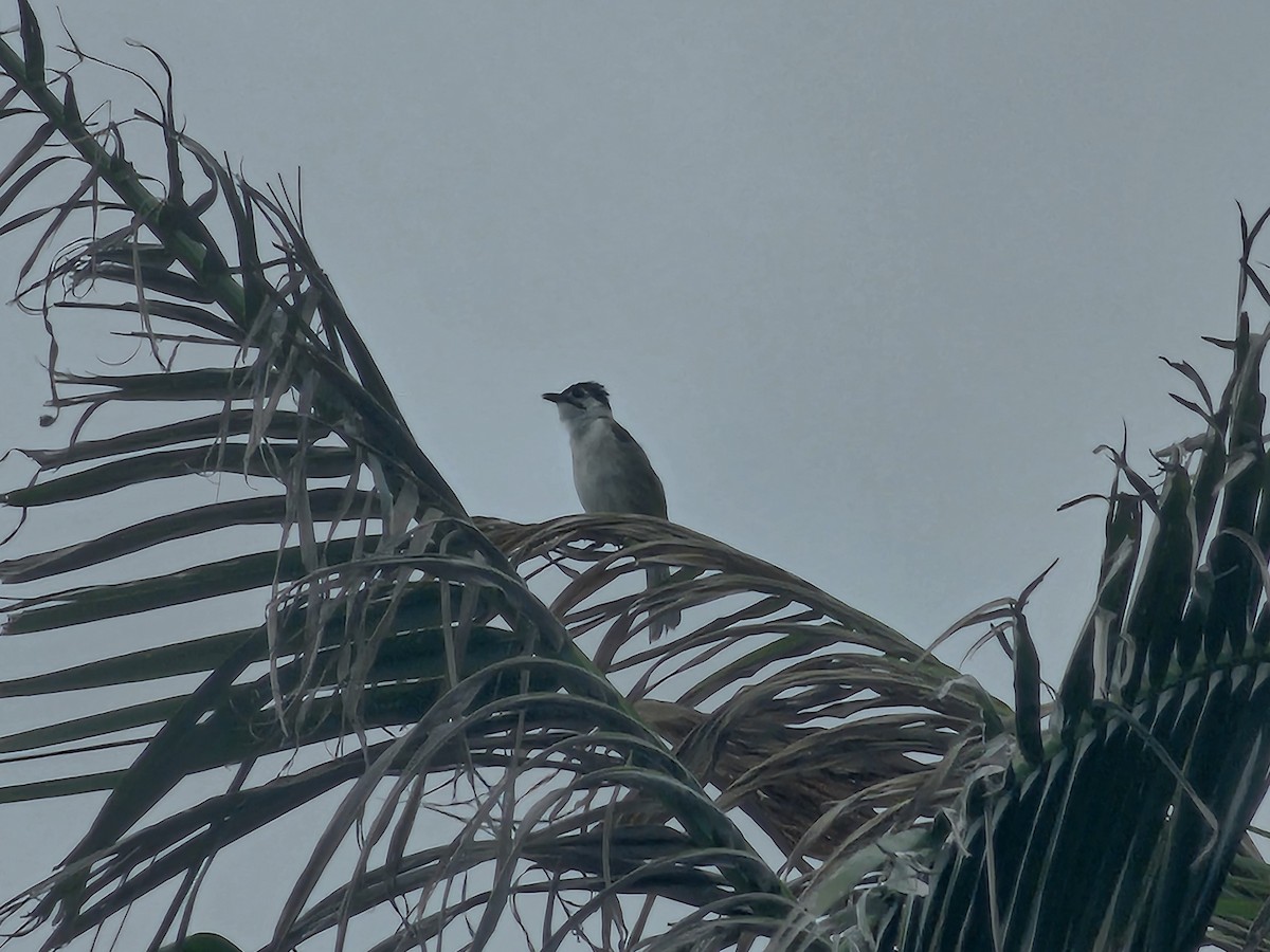 Styan's Bulbul - ML638743516