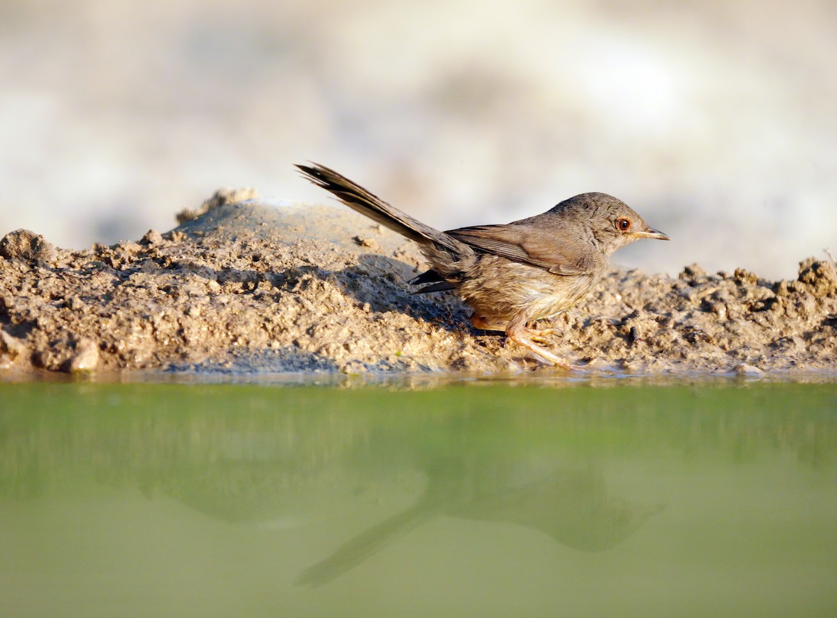 Dartford Warbler - ML638743522