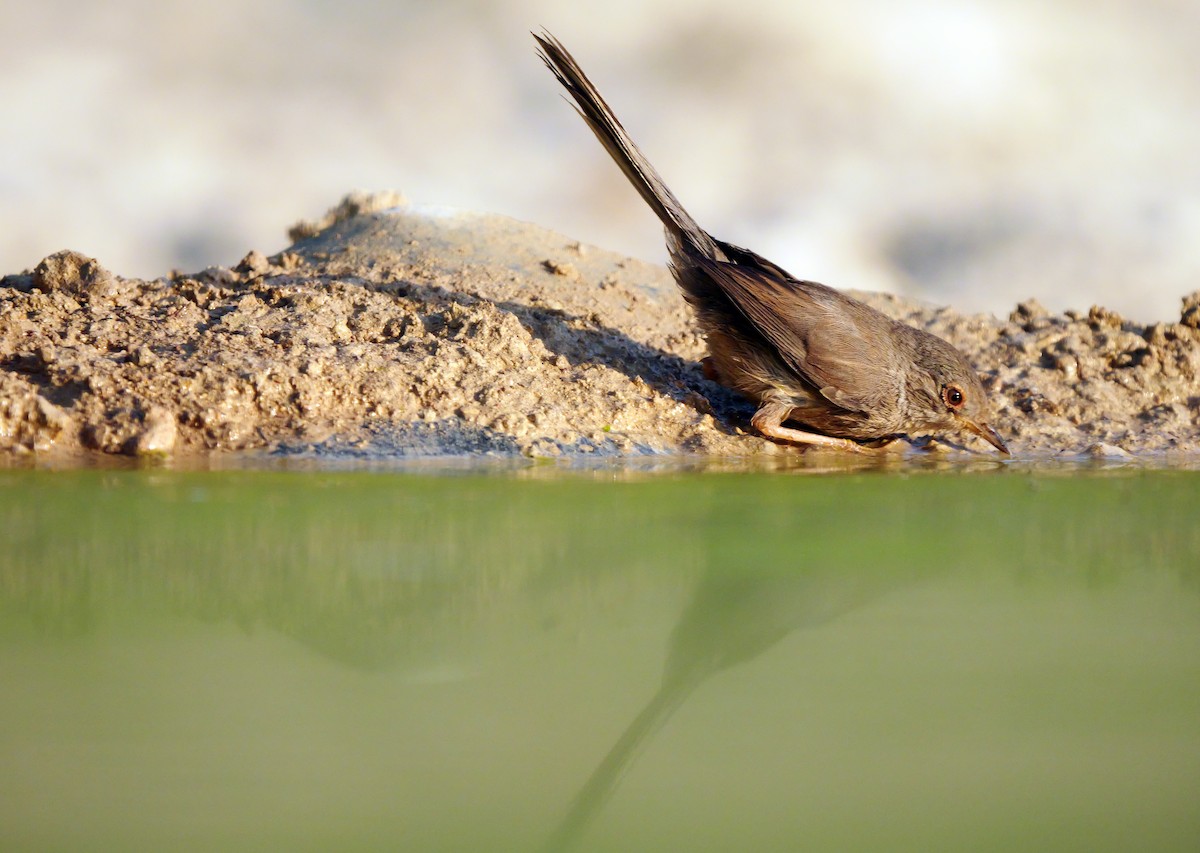 Dartford Warbler - ML638743524