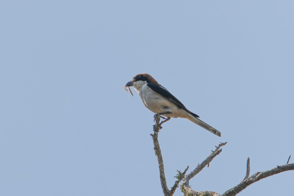Woodchat Shrike (Balearic) - ML638743526