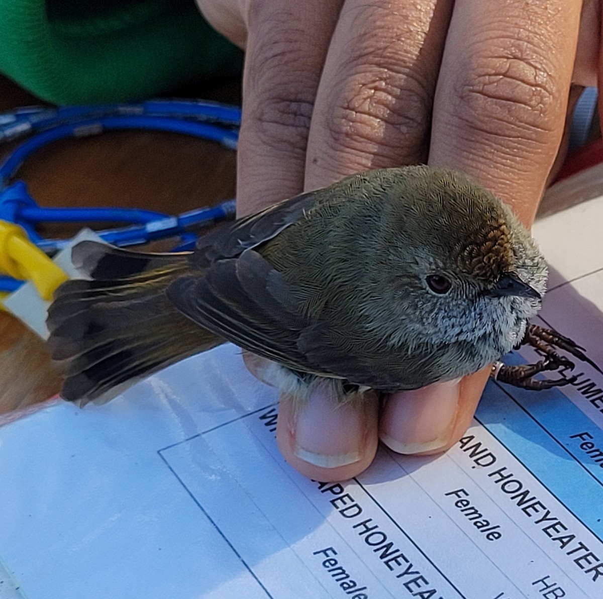 Brown Thornbill - ML638743533