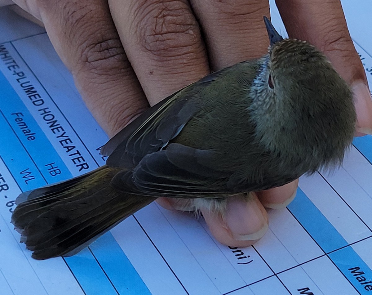 Brown Thornbill - ML638743534