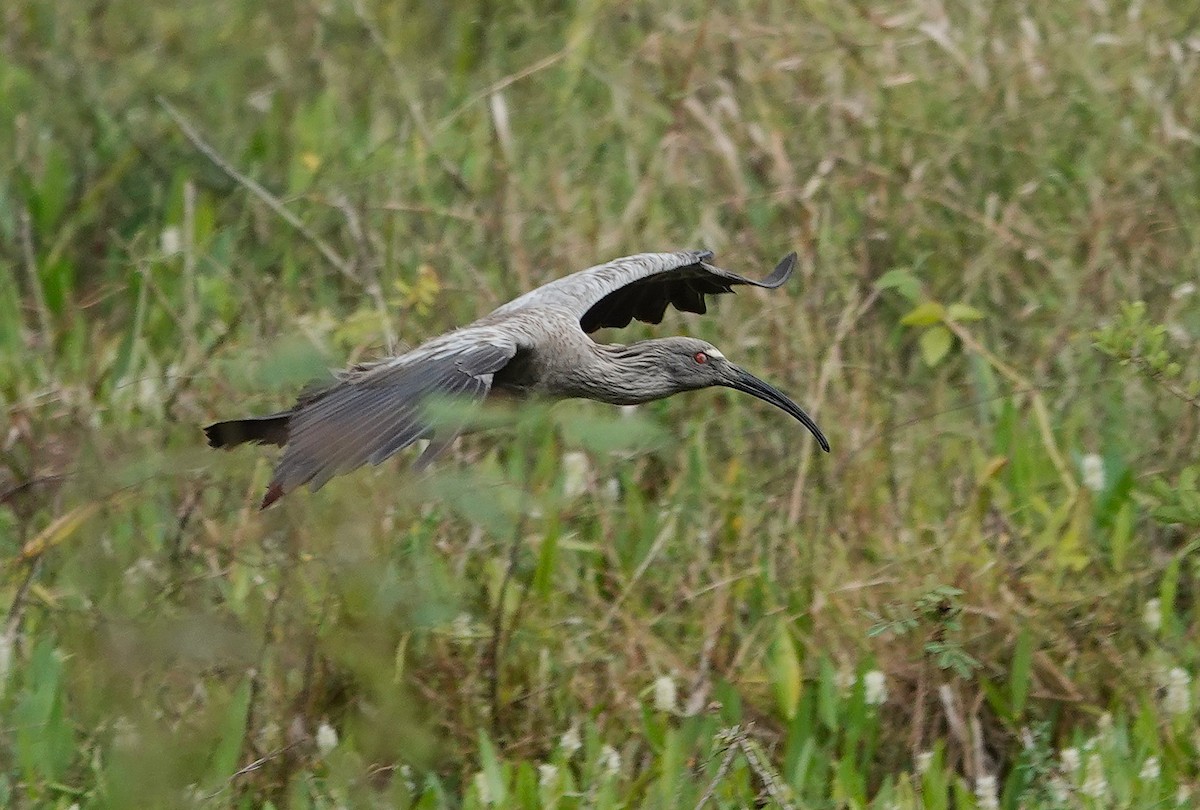 Plumbeous Ibis - ML638743535