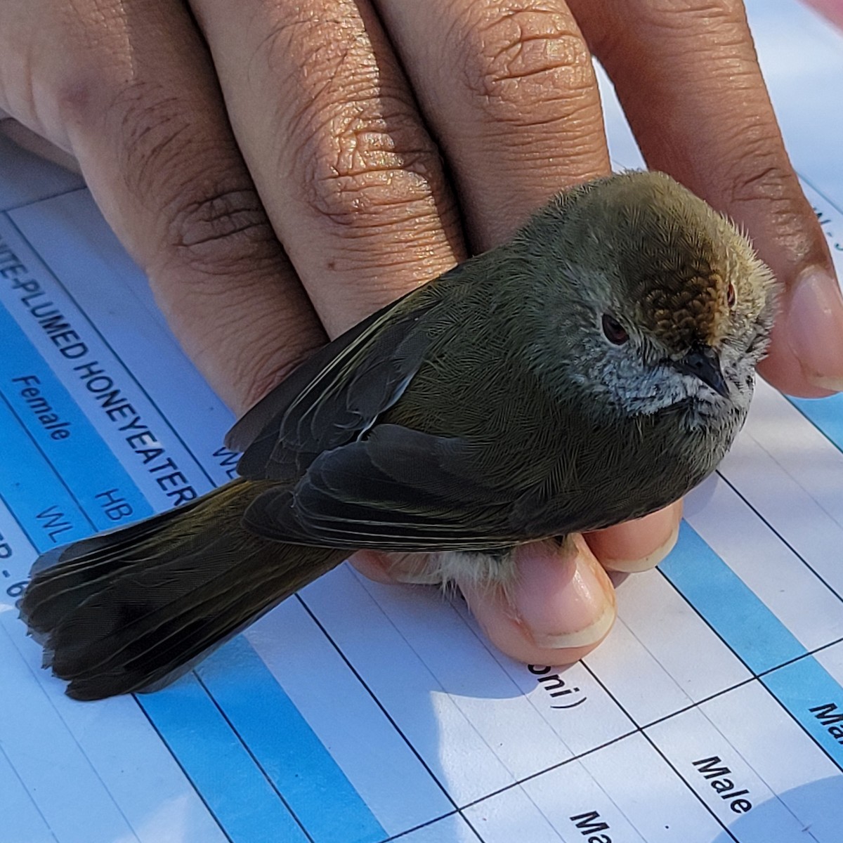 Brown Thornbill - ML638743536