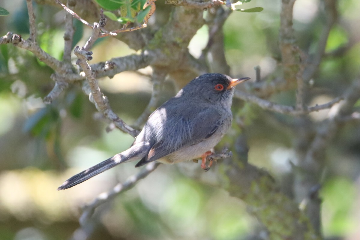 Balearic Warbler - ML638743539
