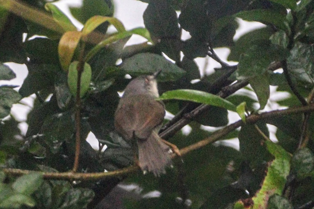 Ashy Prinia - ML638743607