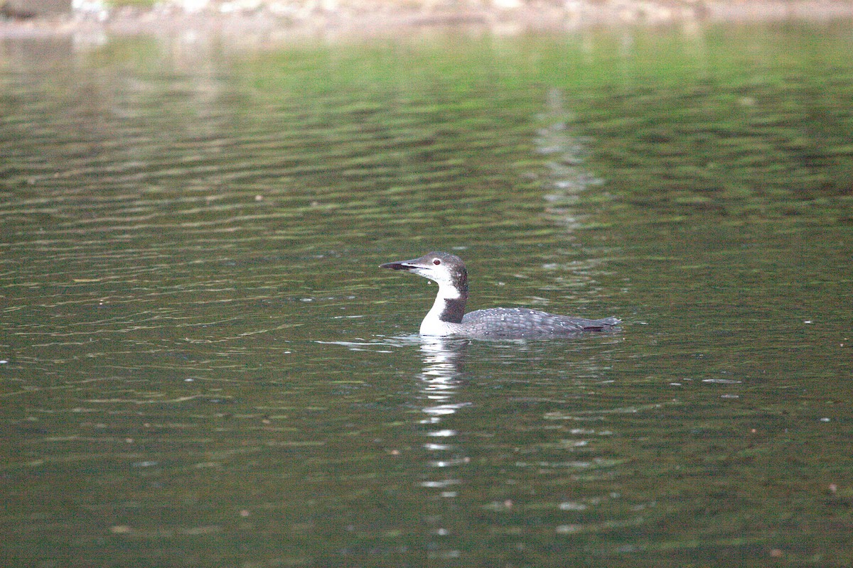 Common Loon - ML638743685