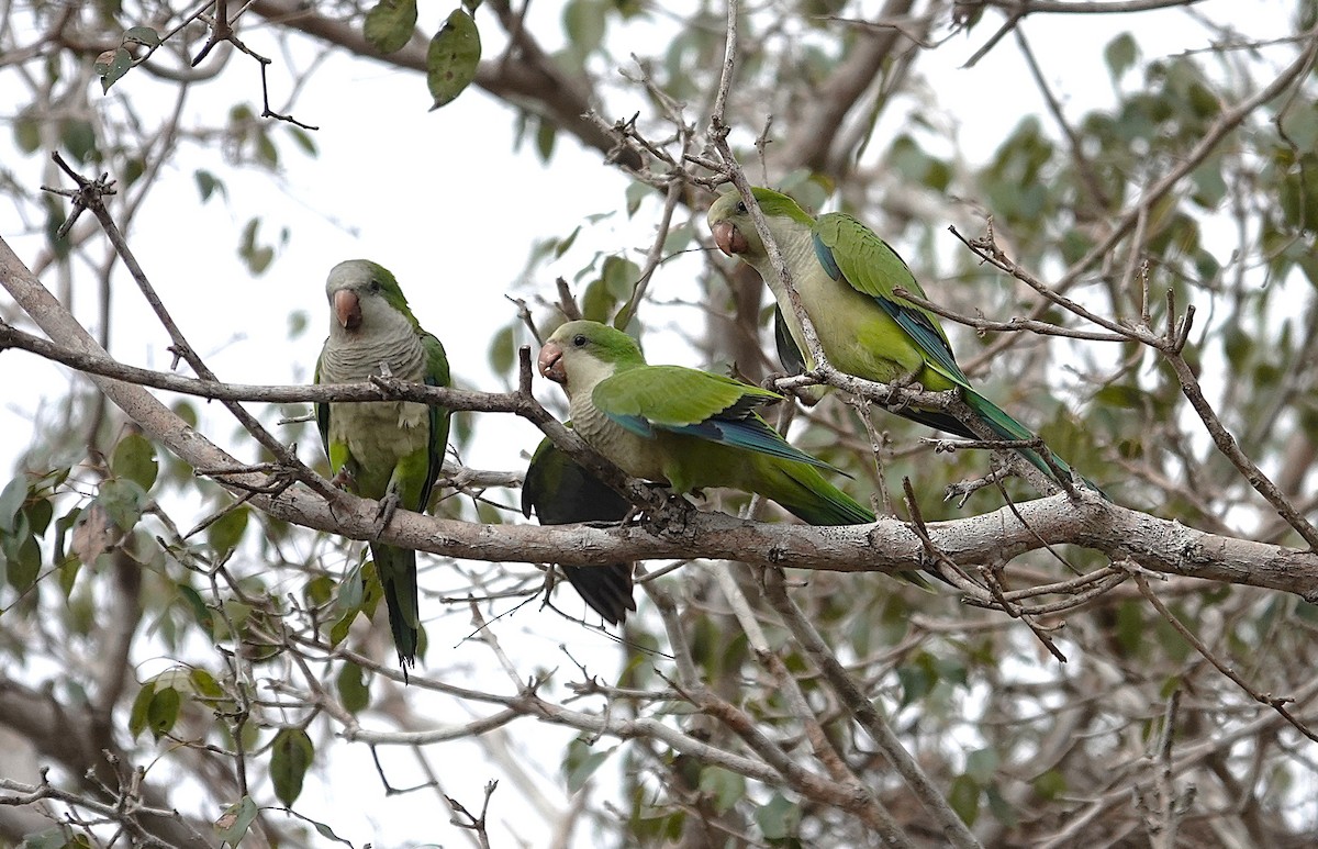 Monk Parakeet - ML638743740