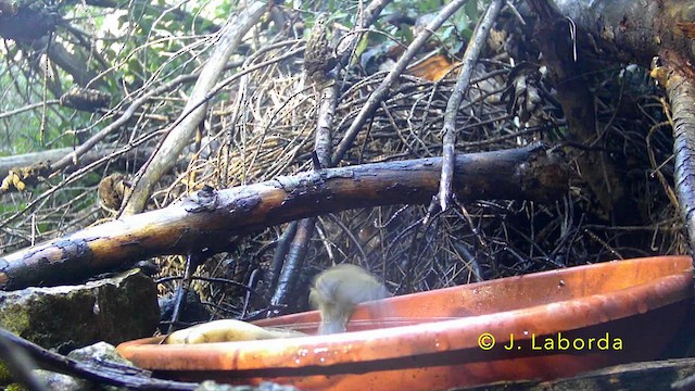 Common Chiffchaff - ML638743768
