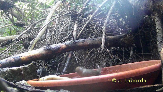 Eurasian Blackcap - ML638743775