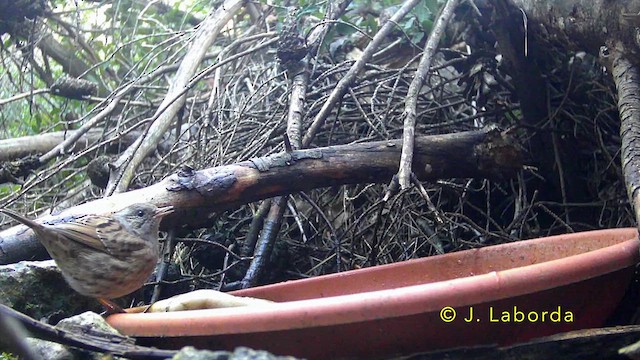 Dunnock - ML638743780