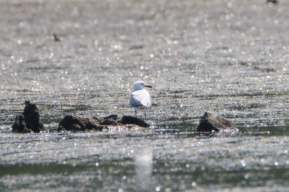 Audouin's Gull - ML638743785