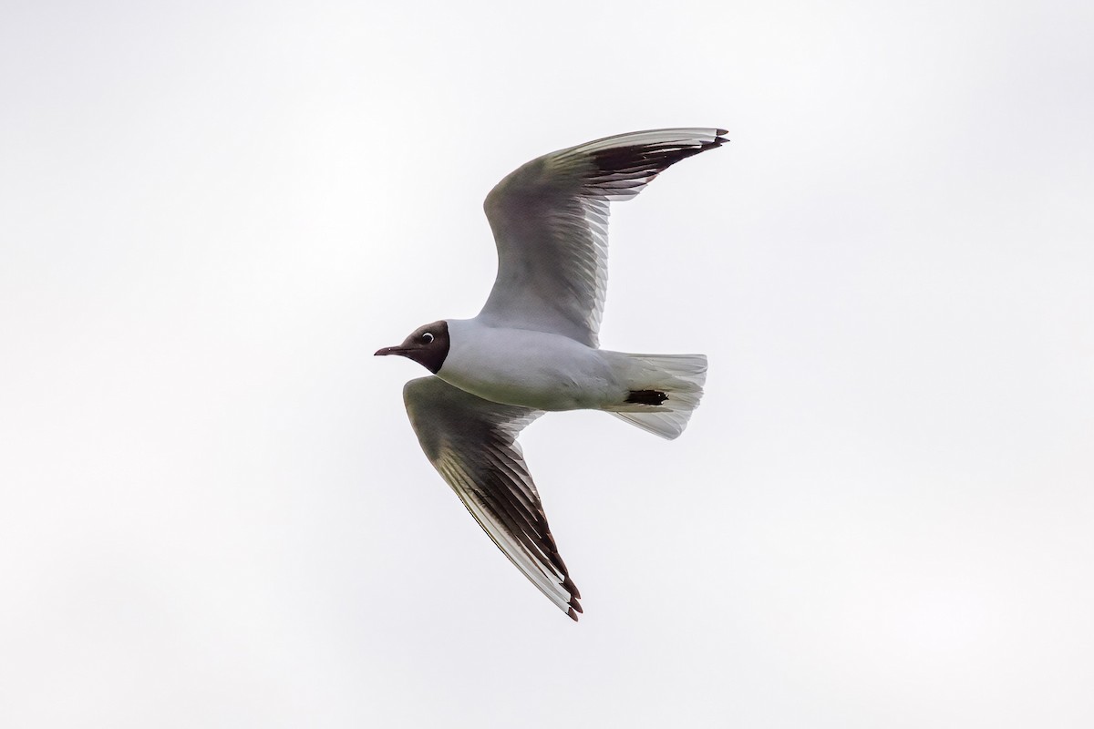 ユリカモメ - ML638743787