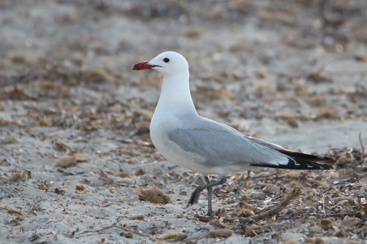 Audouin's Gull - ML638743800
