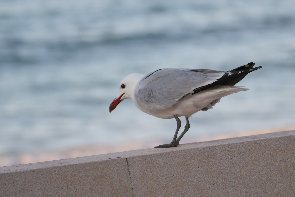 Audouin's Gull - ML638743801