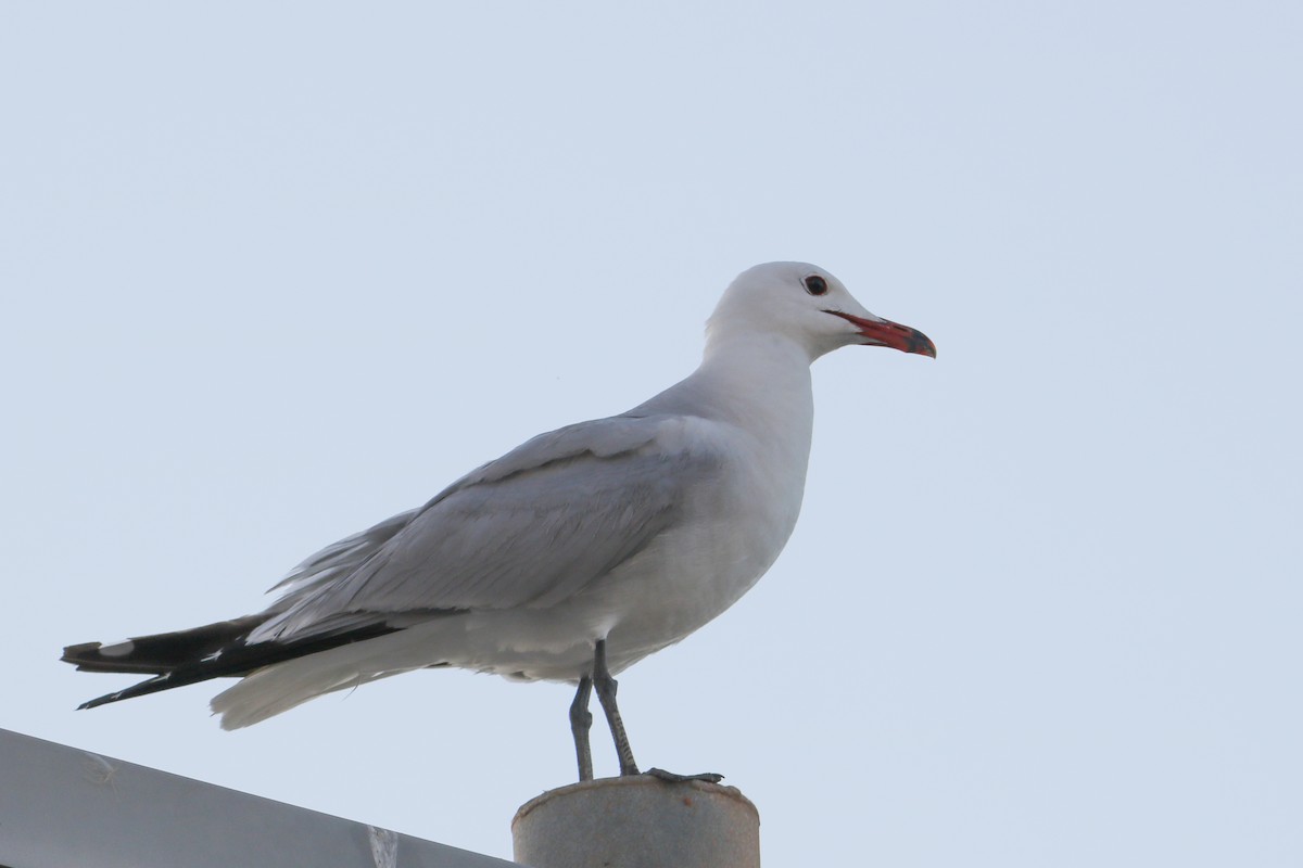 Audouin's Gull - ML638743803