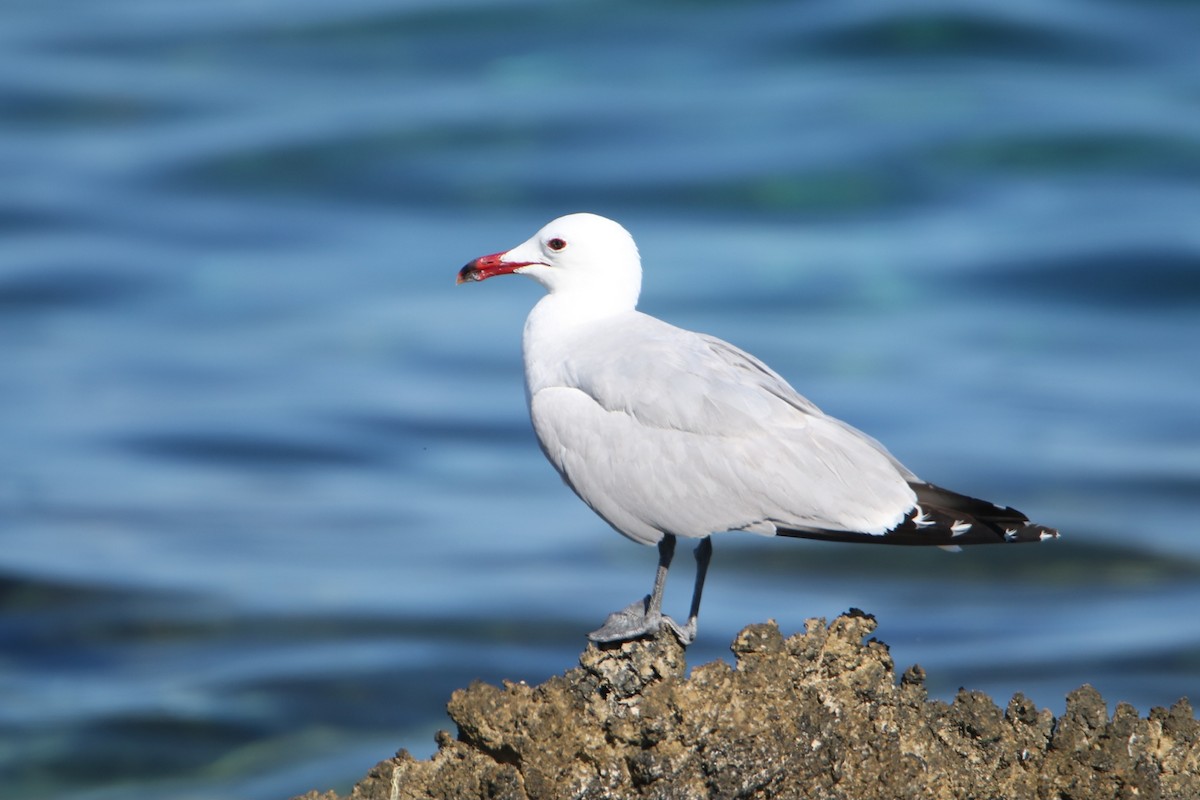 Audouin's Gull - ML638743830