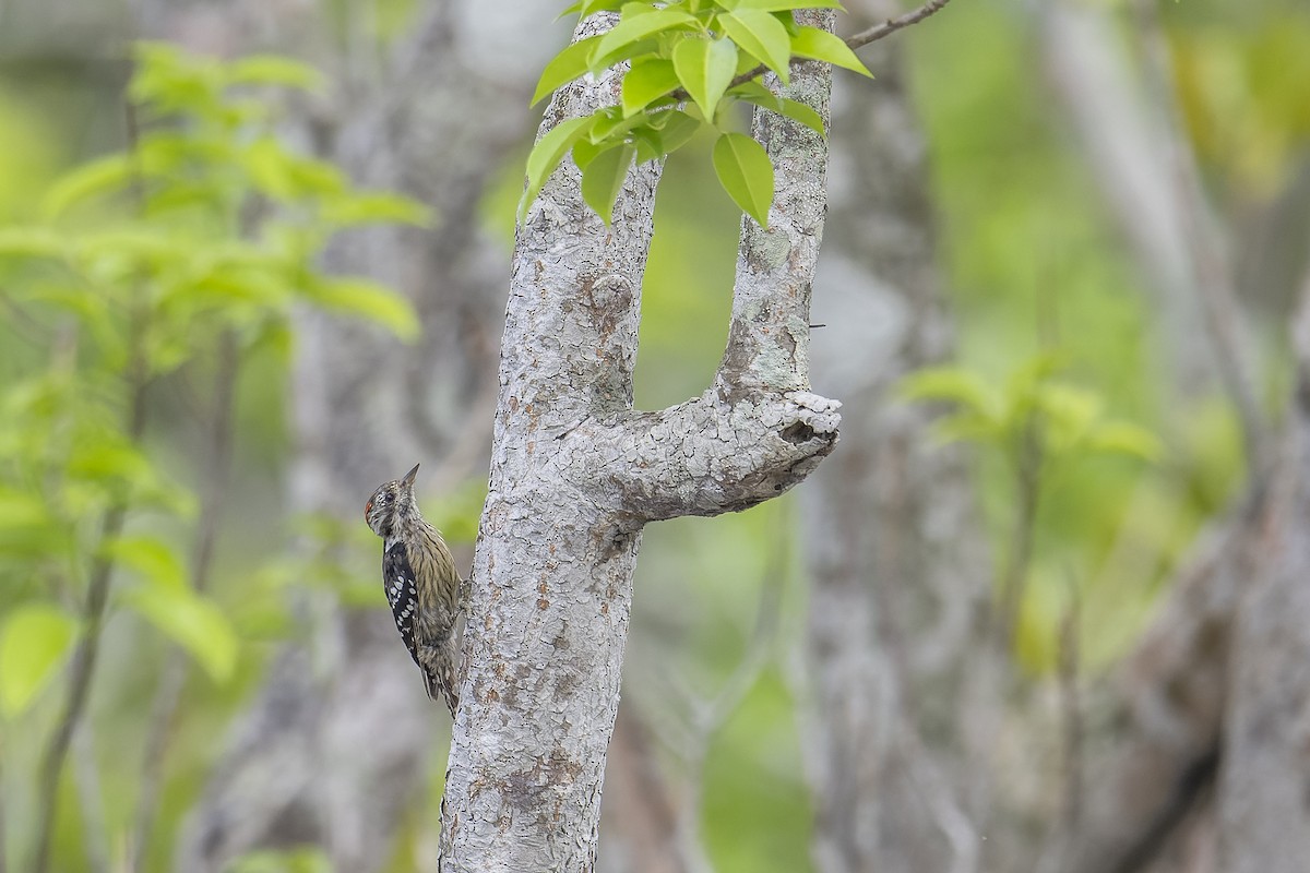 Gray-capped Pygmy Woodpecker - ML638743859
