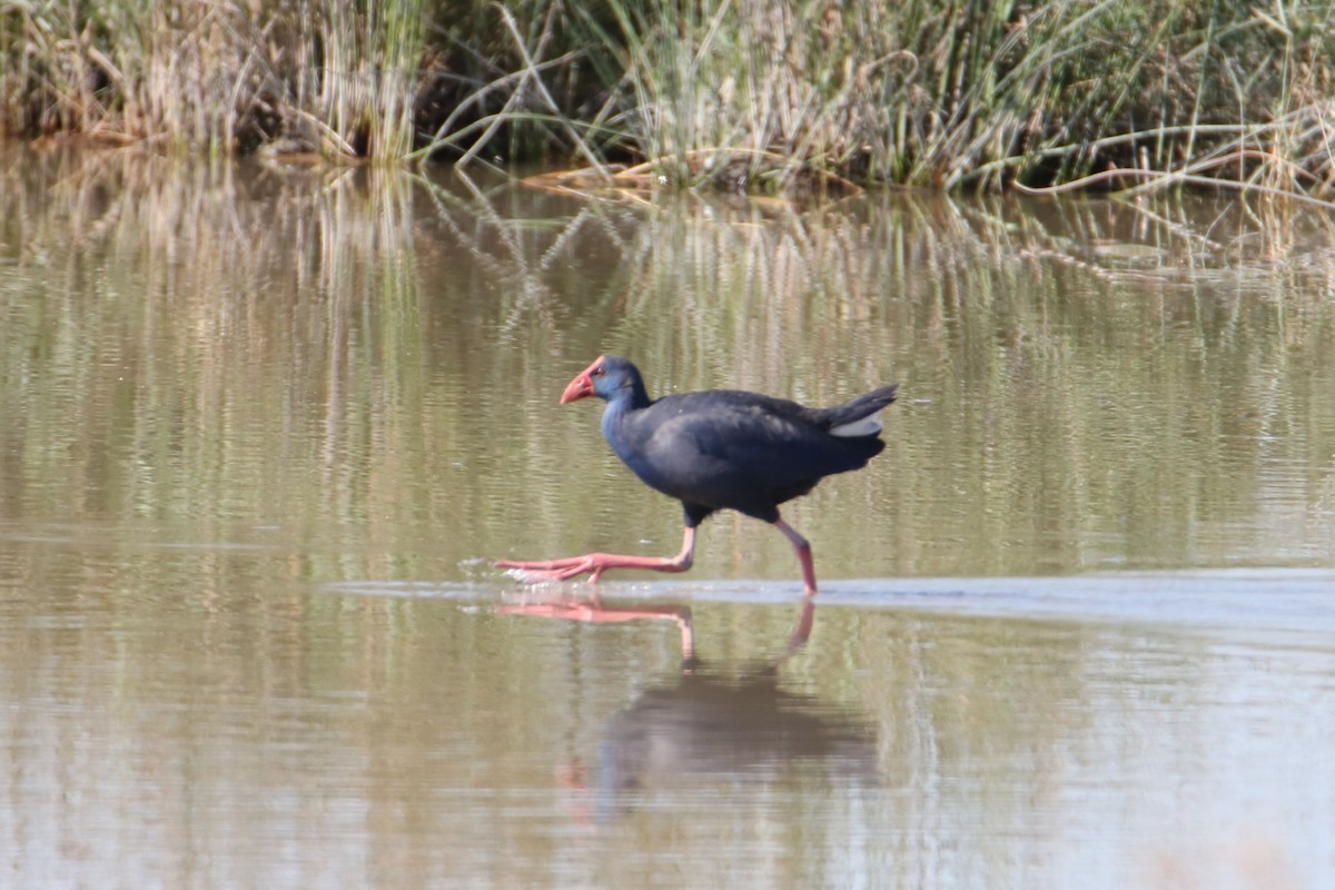 Western Swamphen - ML638743866