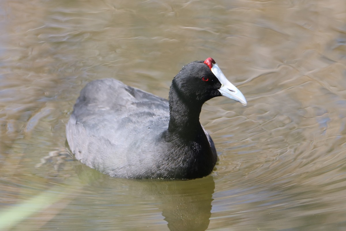 Red-knobbed Coot - ML638743869