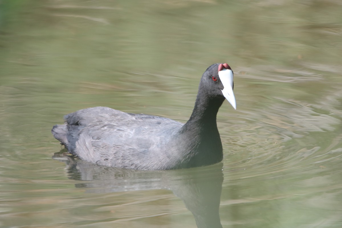 Red-knobbed Coot - ML638743871