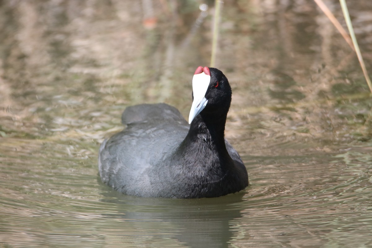 Red-knobbed Coot - ML638743872