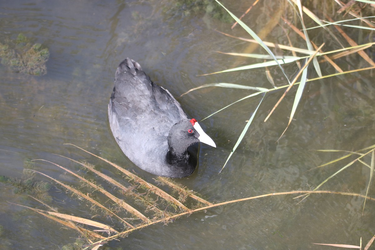 Red-knobbed Coot - ML638743876