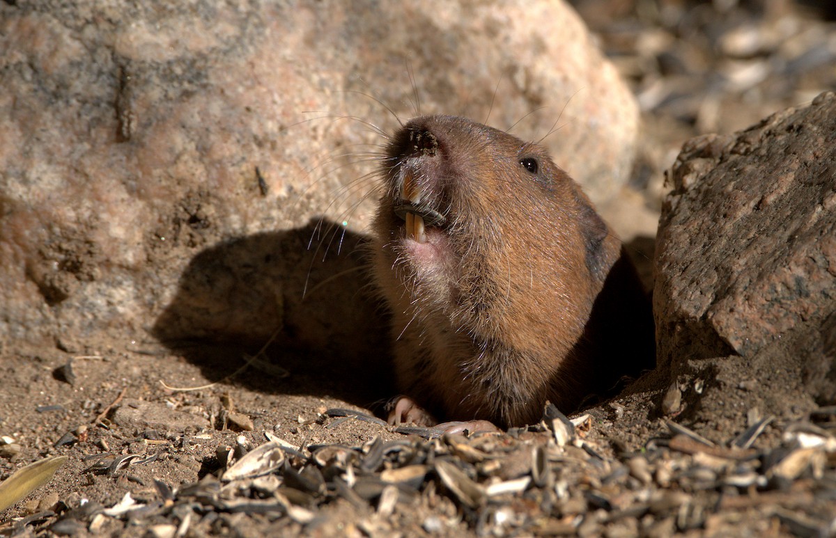 Botta's Pocket Gopher - ML638743883