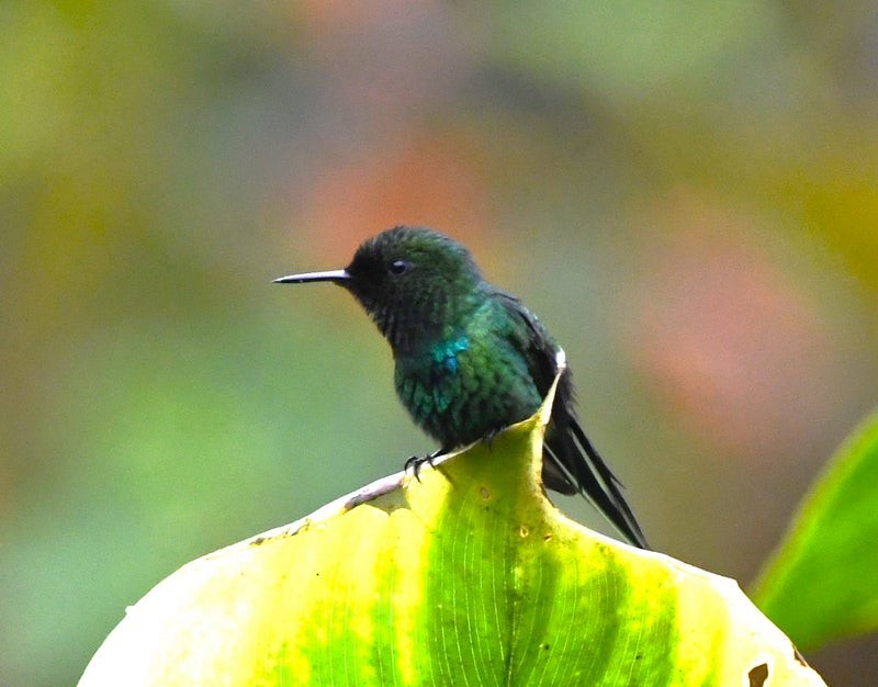 Green Thorntail - ML638743885