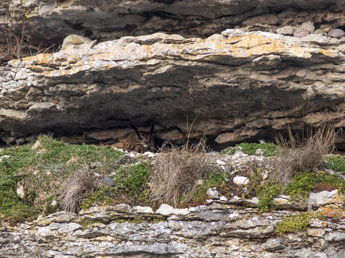 Eurasian Eagle-Owl - ML638743893
