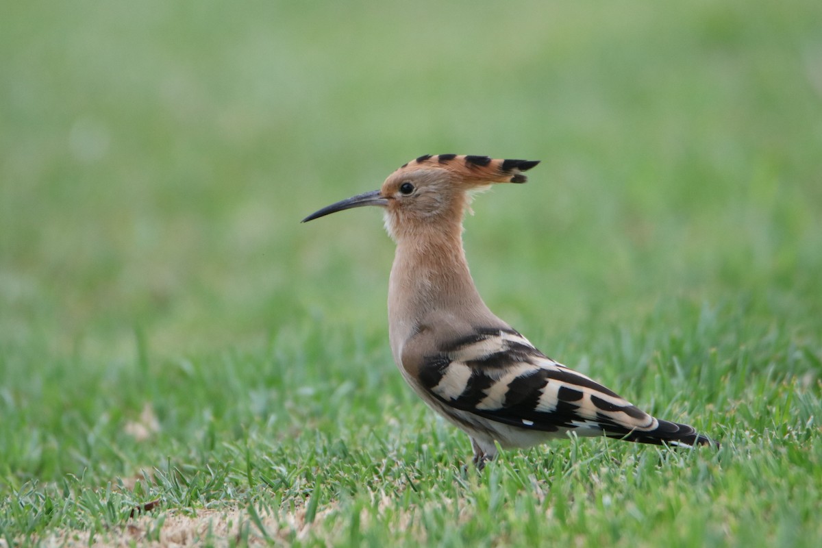 Eurasian Hoopoe - ML638743894