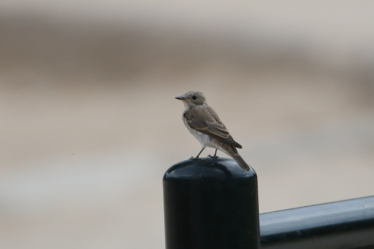 Spotted Flycatcher (Mediterranean) - ML638743900