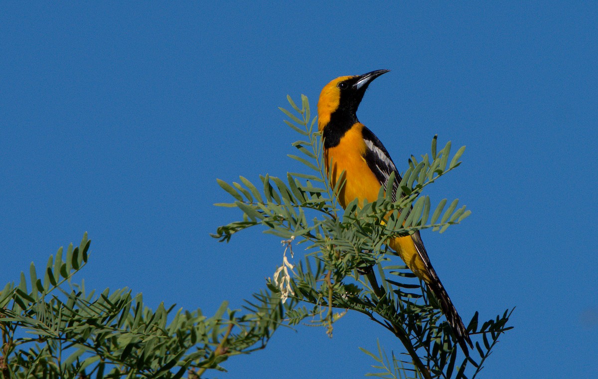 Hooded Oriole - ML638743911