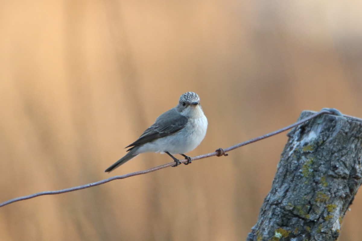 Spotted Flycatcher (Mediterranean) - ML638743915
