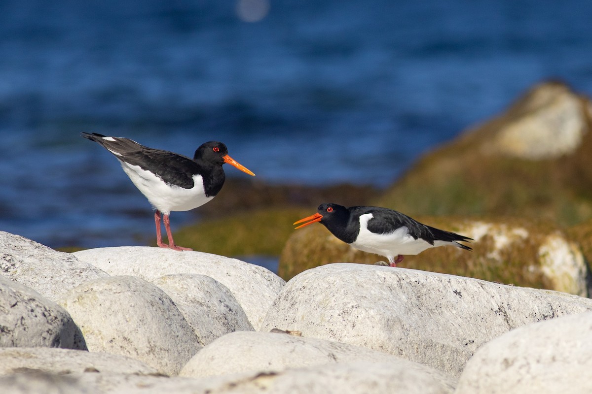 Eurasian Oystercatcher - ML638743961
