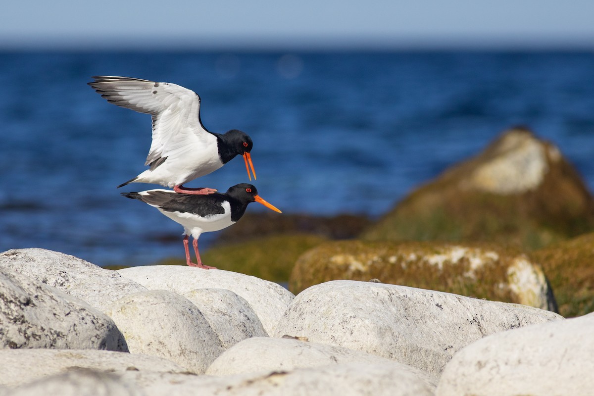 Eurasian Oystercatcher - ML638743963