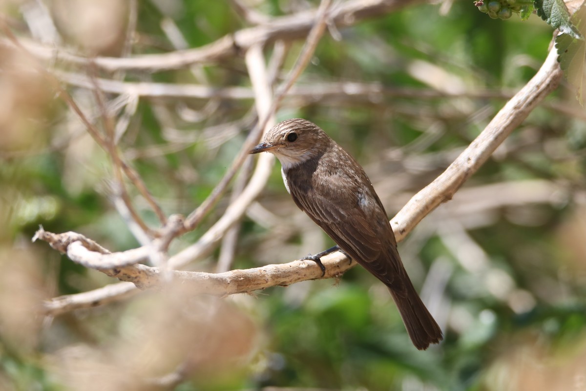 Spotted Flycatcher (Mediterranean) - ML638743965