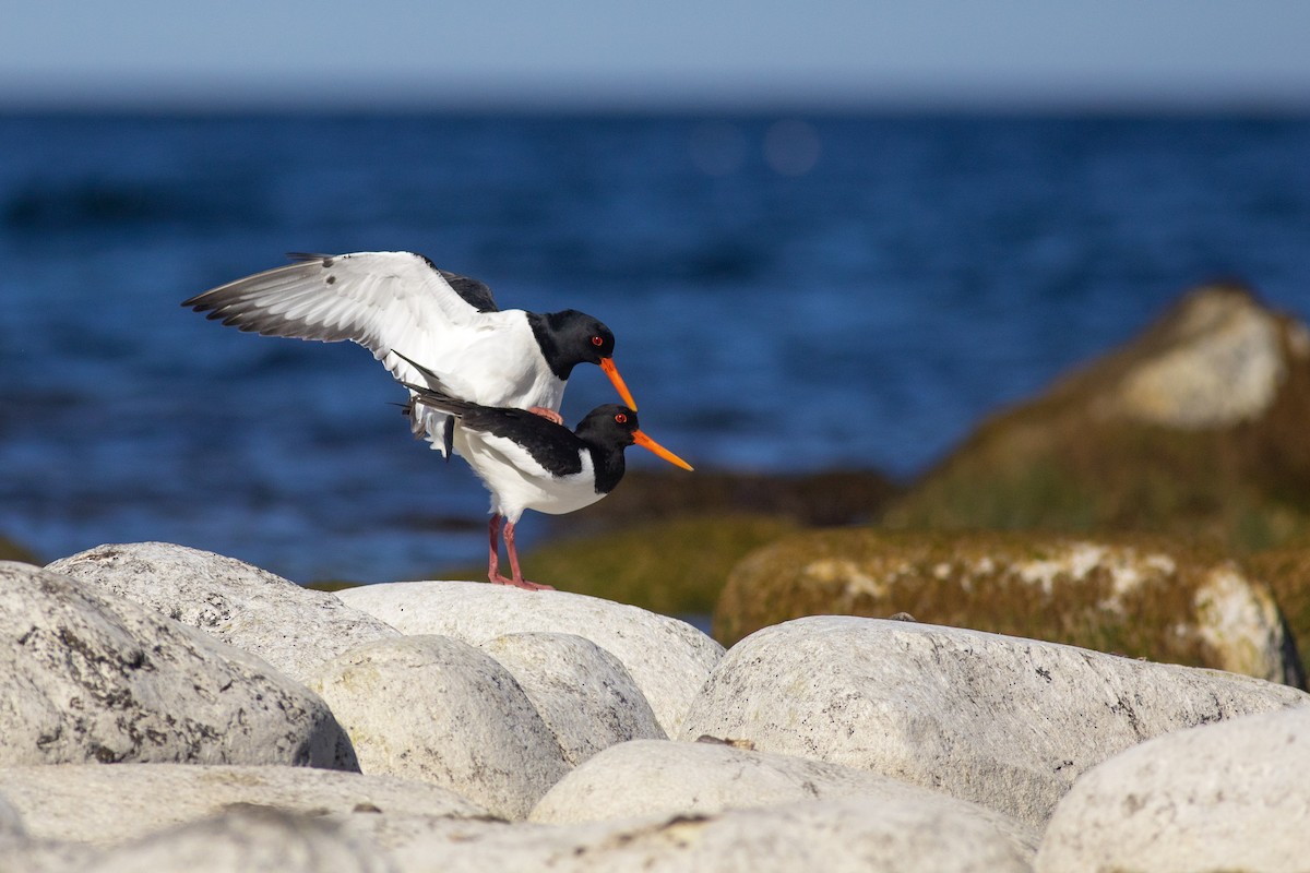 Eurasian Oystercatcher - ML638743973