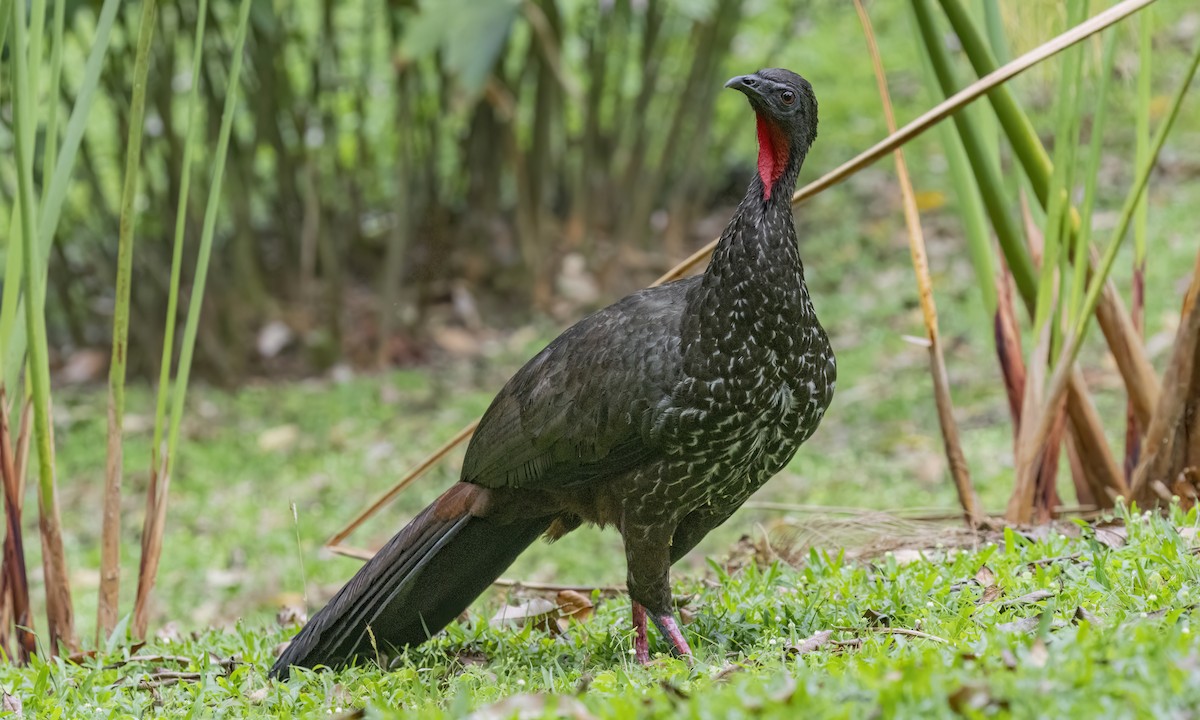 Crested Guan - ML638743998