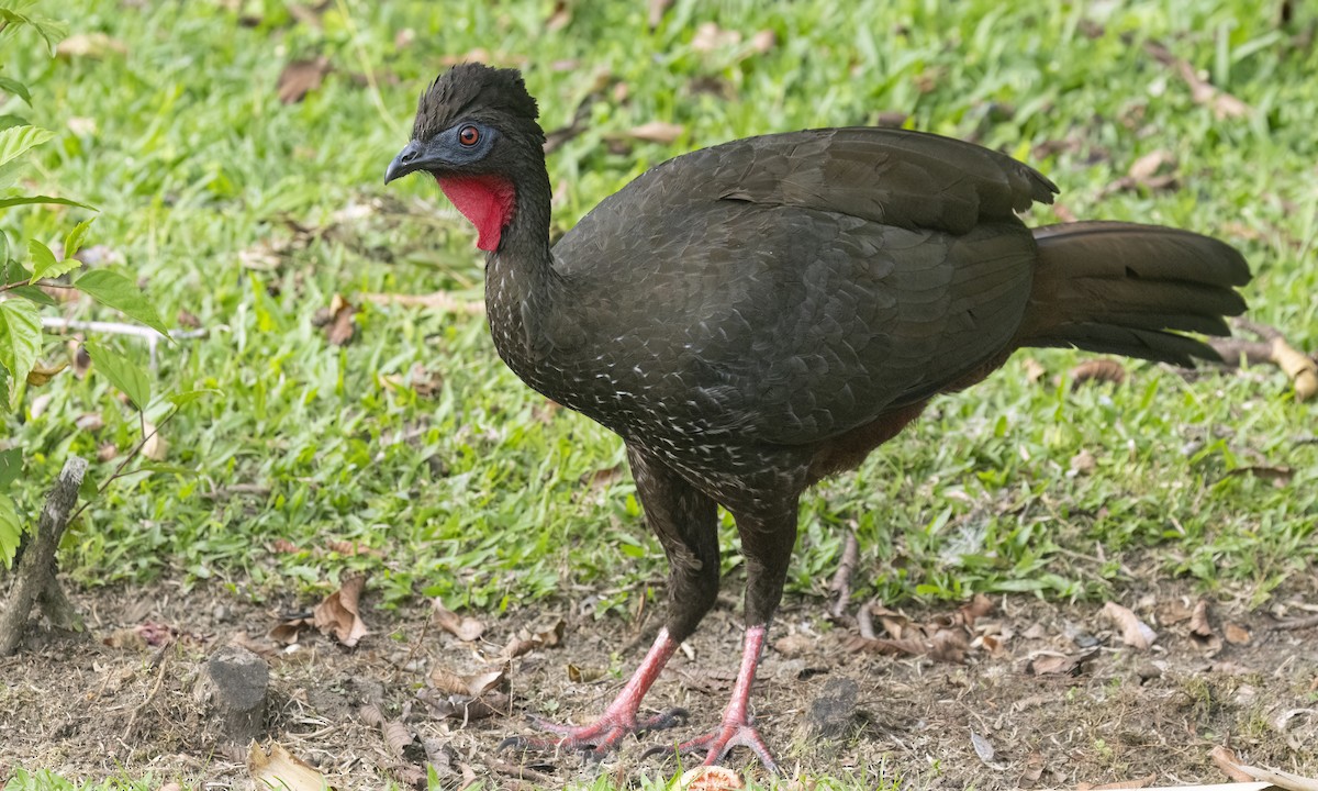 Crested Guan - ML638743999