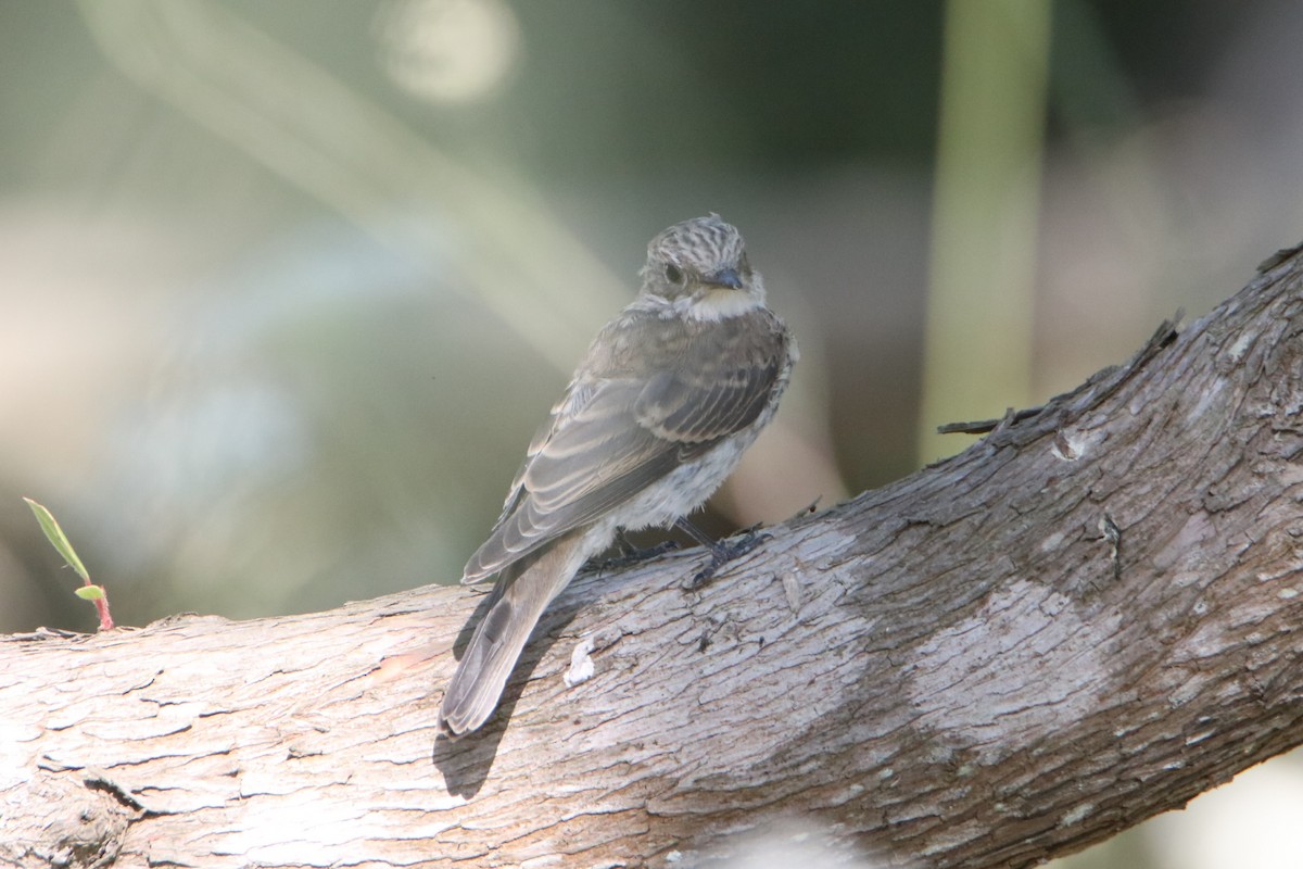Spotted Flycatcher (Mediterranean) - ML638744002