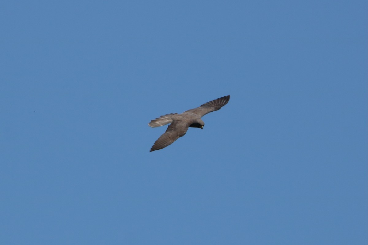 Eleonora's Falcon - ML638744018