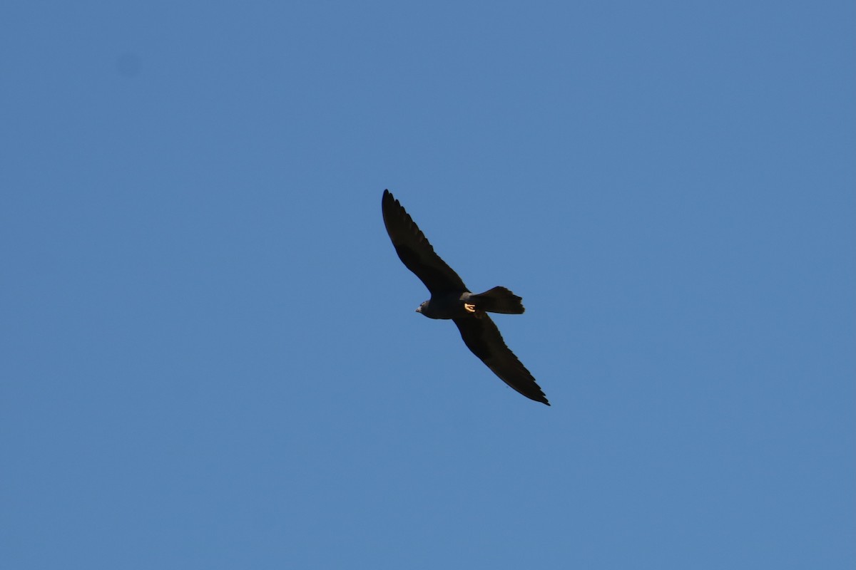 Eleonora's Falcon - ML638744021