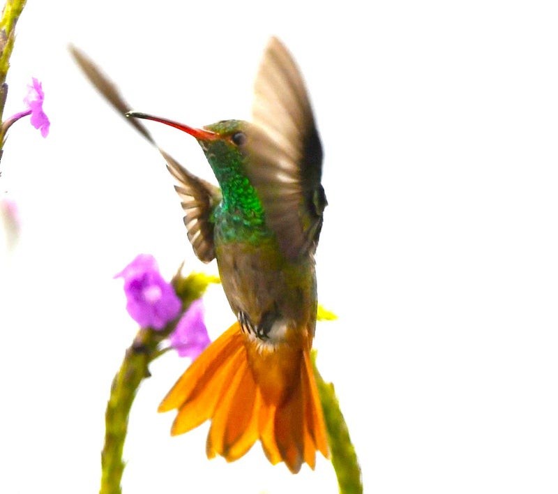 Rufous-tailed Hummingbird - ML638744027