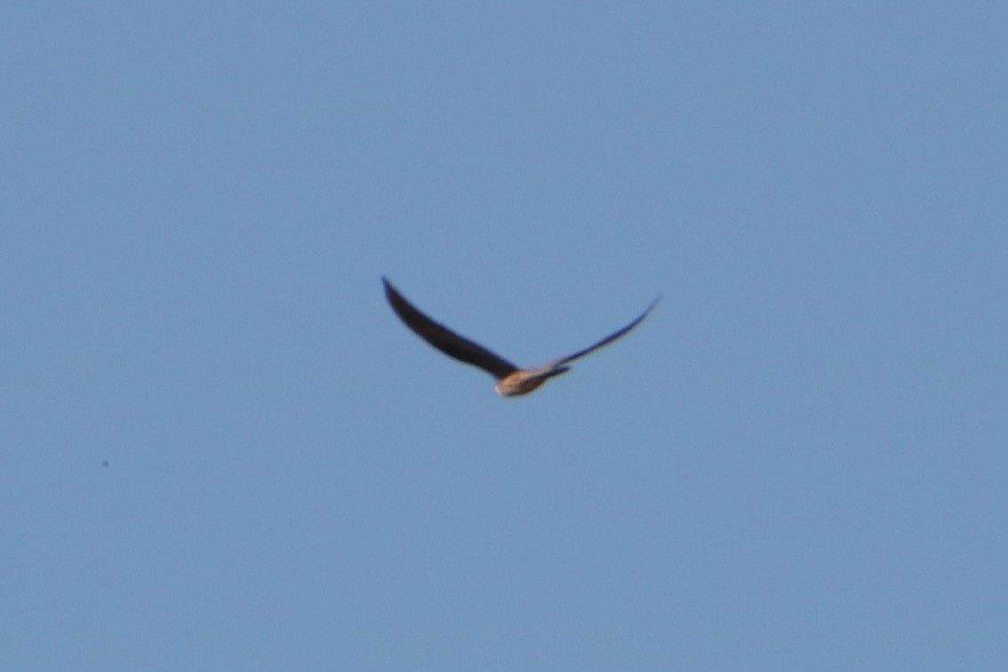 Eleonora's Falcon - ML638744030